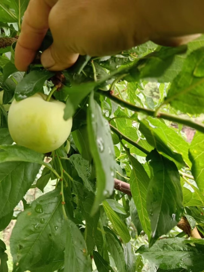 雅安【桃花李大量上市产地直销】