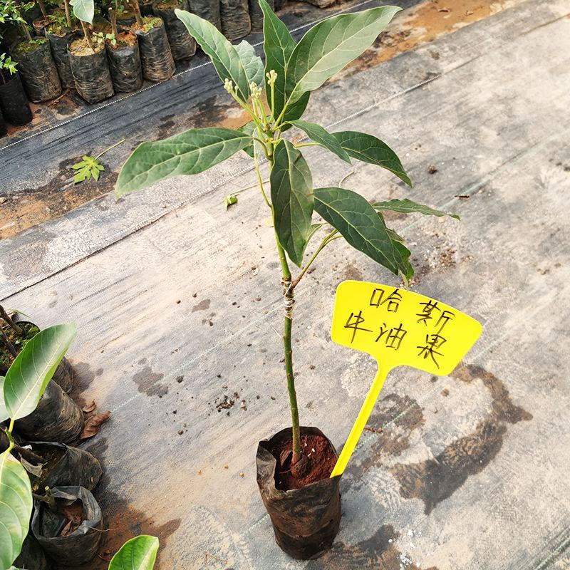 嫁接牛油果树苗墨西哥鳄梨哈斯牛油果苗盆栽地栽南北方种植