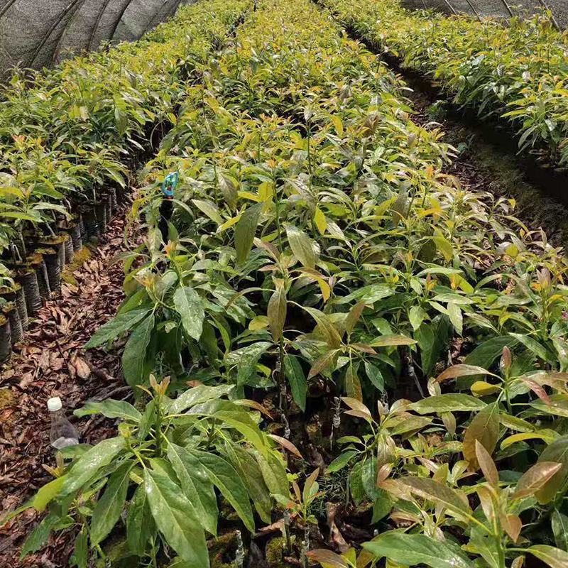 嫁接牛油果树苗墨西哥鳄梨哈斯牛油果苗盆栽地栽南北方种植