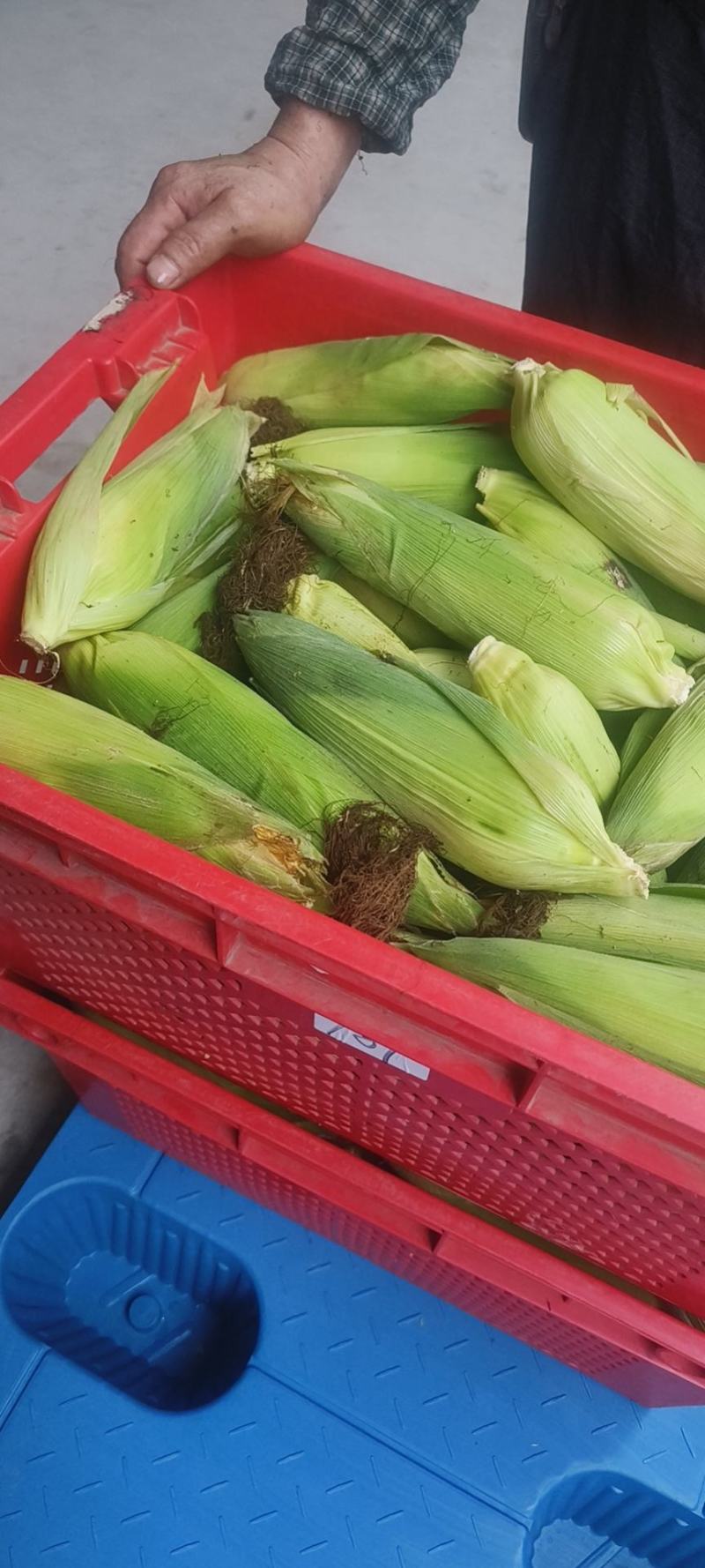 水果玉米无虫眼，不黄叶