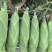 水果玉米无虫眼，不黄叶