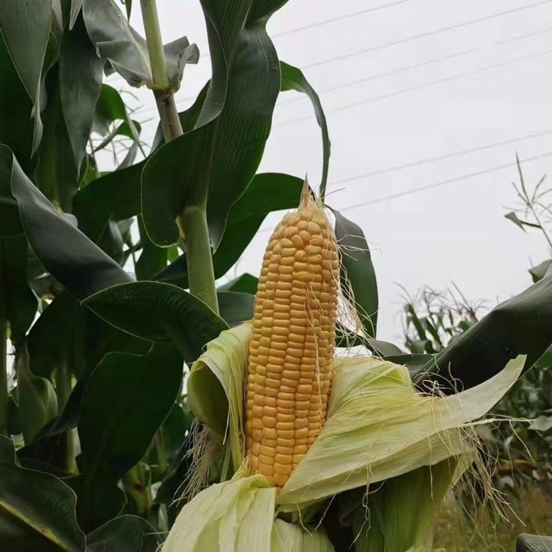 水果玉米无虫眼，不黄叶