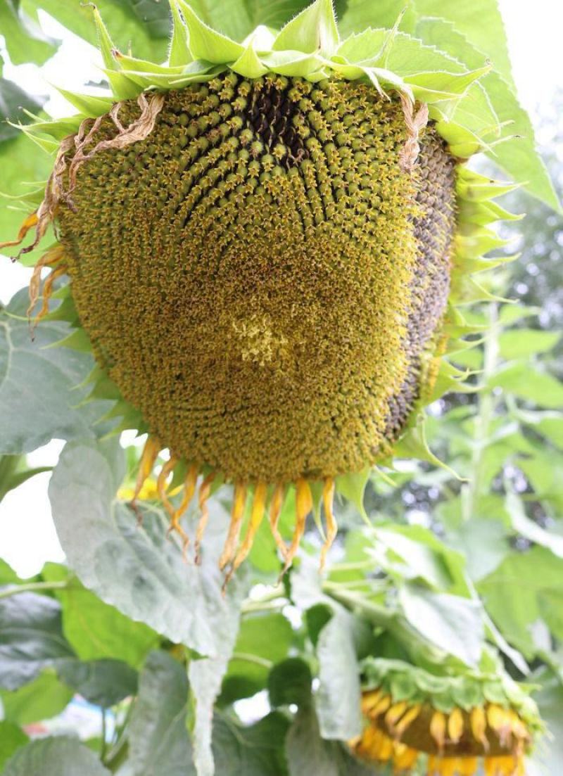 美国超矮大头油葵向日葵种子葵花籽出油高优质高产葵花种子榨