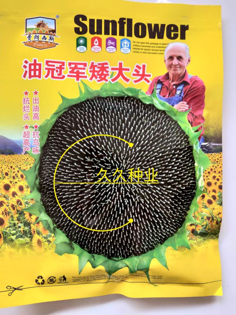美国超矮大头油葵向日葵种子葵花籽出油高优质高产葵花种子榨