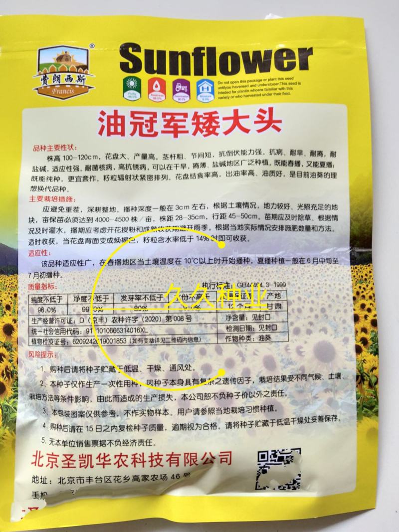 美国超矮大头油葵向日葵种子葵花籽出油高优质高产葵花种子榨