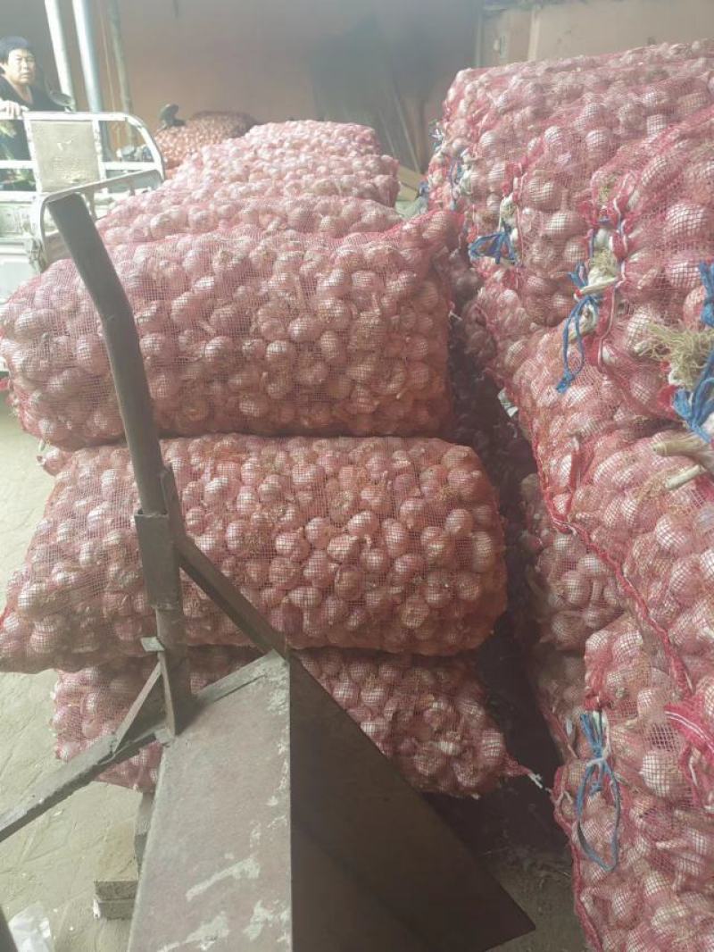 精品大蒜紫皮蒜产地现货，品质保障，量大优惠，可视频选货