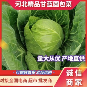 河北张家口甘蓝精品圆包菜基地直供，一手货源保质保量