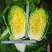 黄心白菜苗结球黄芯白菜春秋兼用品种种苗供应