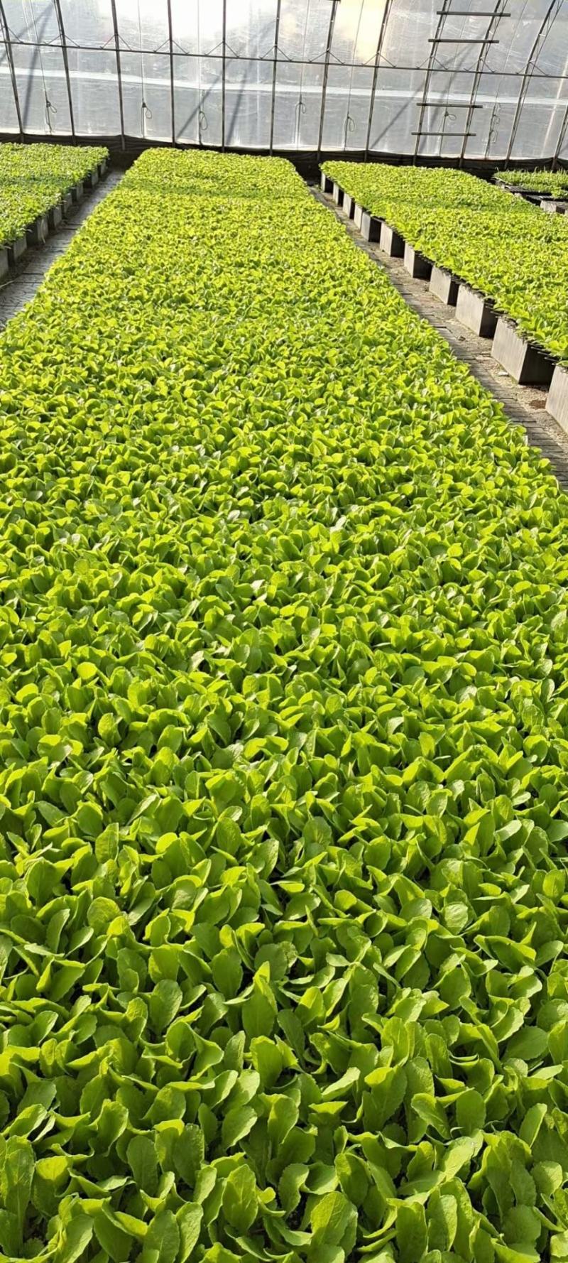 黄心白菜苗结球黄芯白菜春秋兼用品种种苗供应