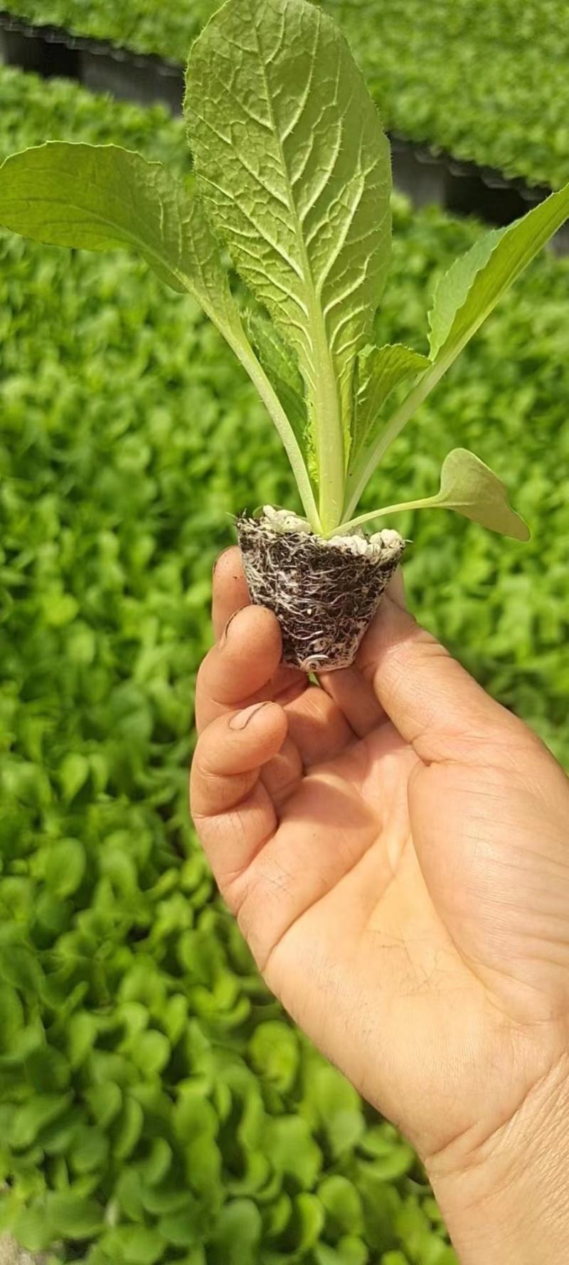 黄心白菜苗结球黄芯白菜春秋兼用品种种苗供应