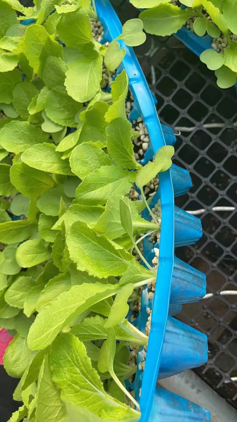 黄心白菜苗结球黄芯白菜春秋兼用品种种苗供应