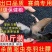 花椒籽鸽用鸽粮保健食品驱虫亮羽增膘健体信鸽赛鸽鸟类花椒籽
