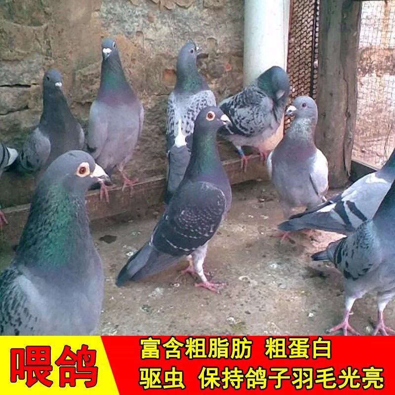 花椒籽鸽用鸽粮保健食品驱虫亮羽增膘健体信鸽赛鸽鸟类花椒籽