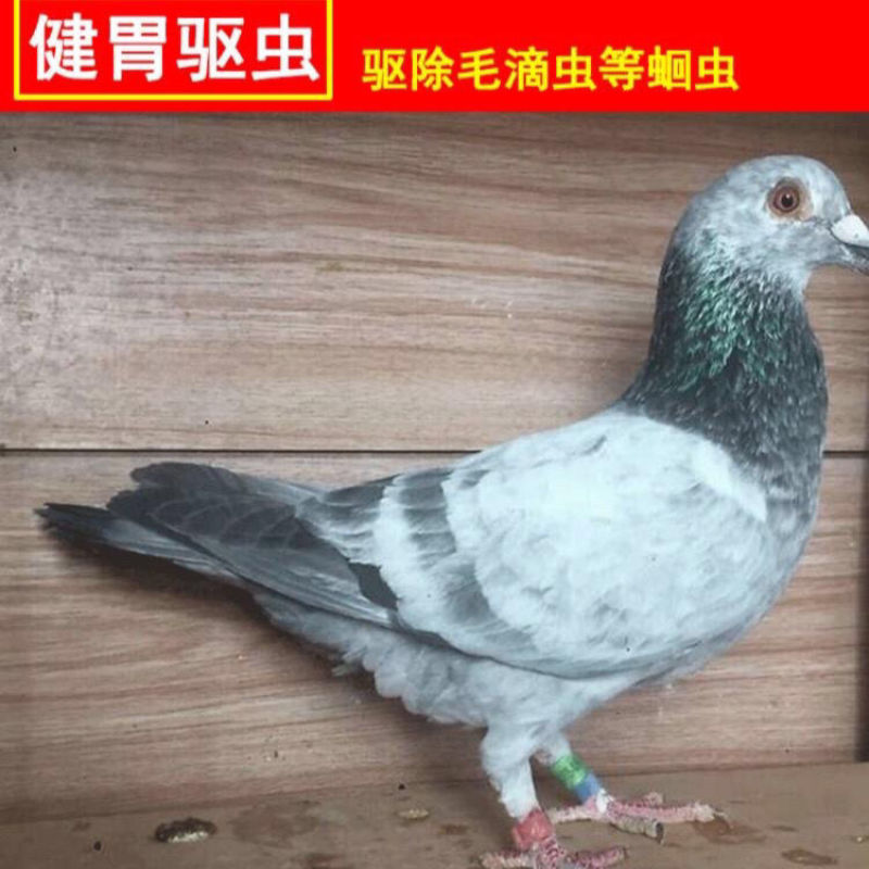 花椒籽鸽用鸽粮保健食品驱虫亮羽增膘健体信鸽赛鸽鸟类花椒籽