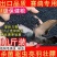 花椒籽鸽用鸽粮保健食品驱虫亮羽增膘健体信鸽赛鸽鸟类花椒籽