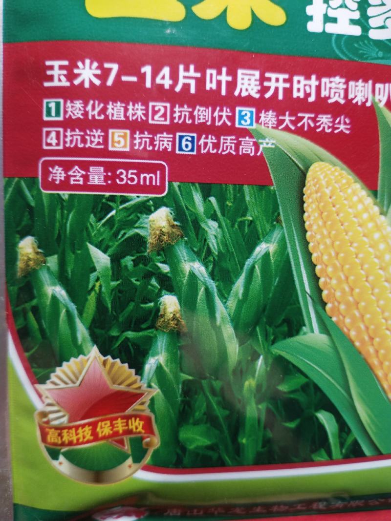 玉米控多收玉米7-14片叶展开时喷喇叭口矮化植株