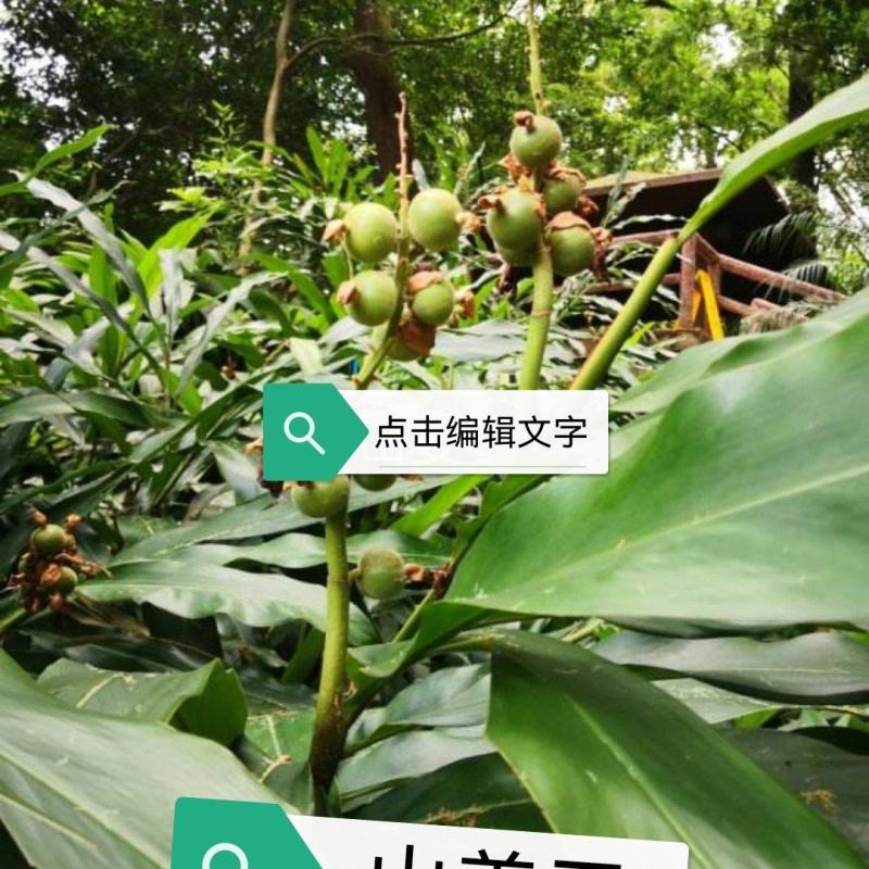 野山姜子