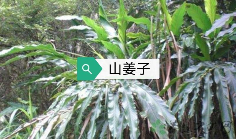 野山姜子