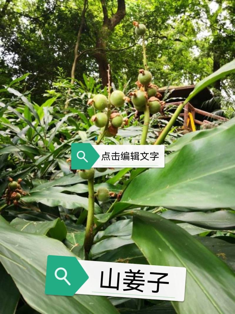 野山姜子