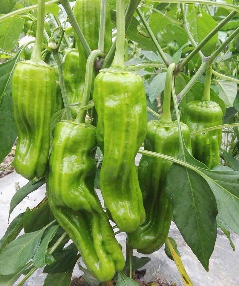 大果苏美薄皮辣椒种子早熟皮皱耐低温抗病亩产10000斤商