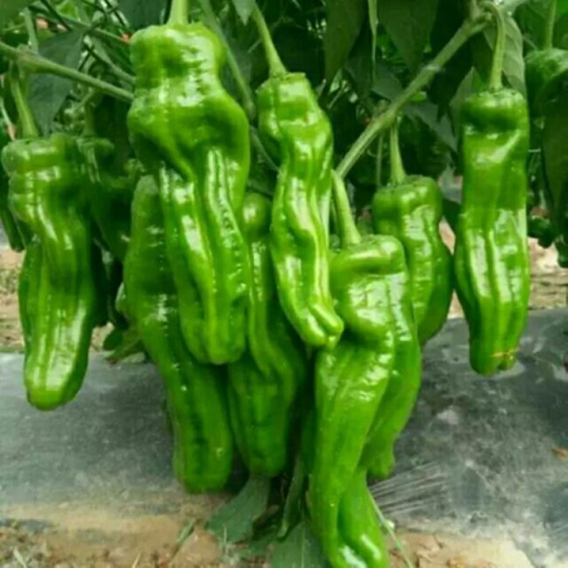 大果苏美薄皮辣椒种子早熟皮皱耐低温抗病亩产10000斤商