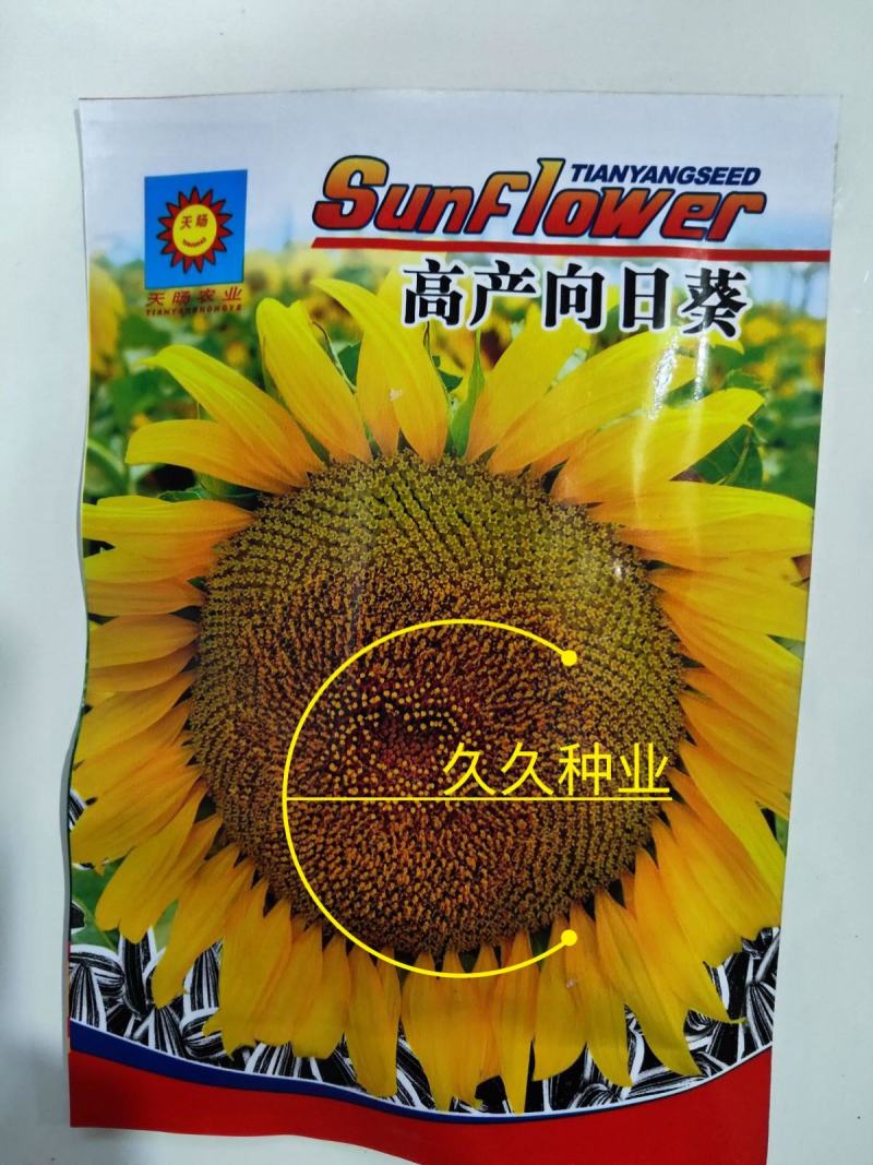 大型食用向日葵种子高产瓜子种子大粒饱满葵花籽阳台庭院大田