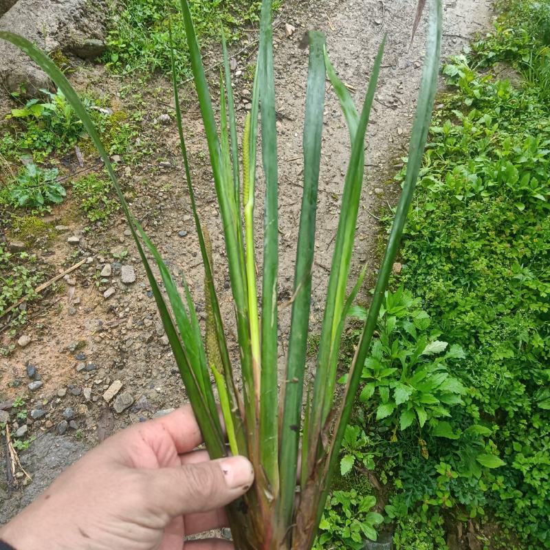 石菖蒲，茴香菖蒲，五香，山奈，药材，香料