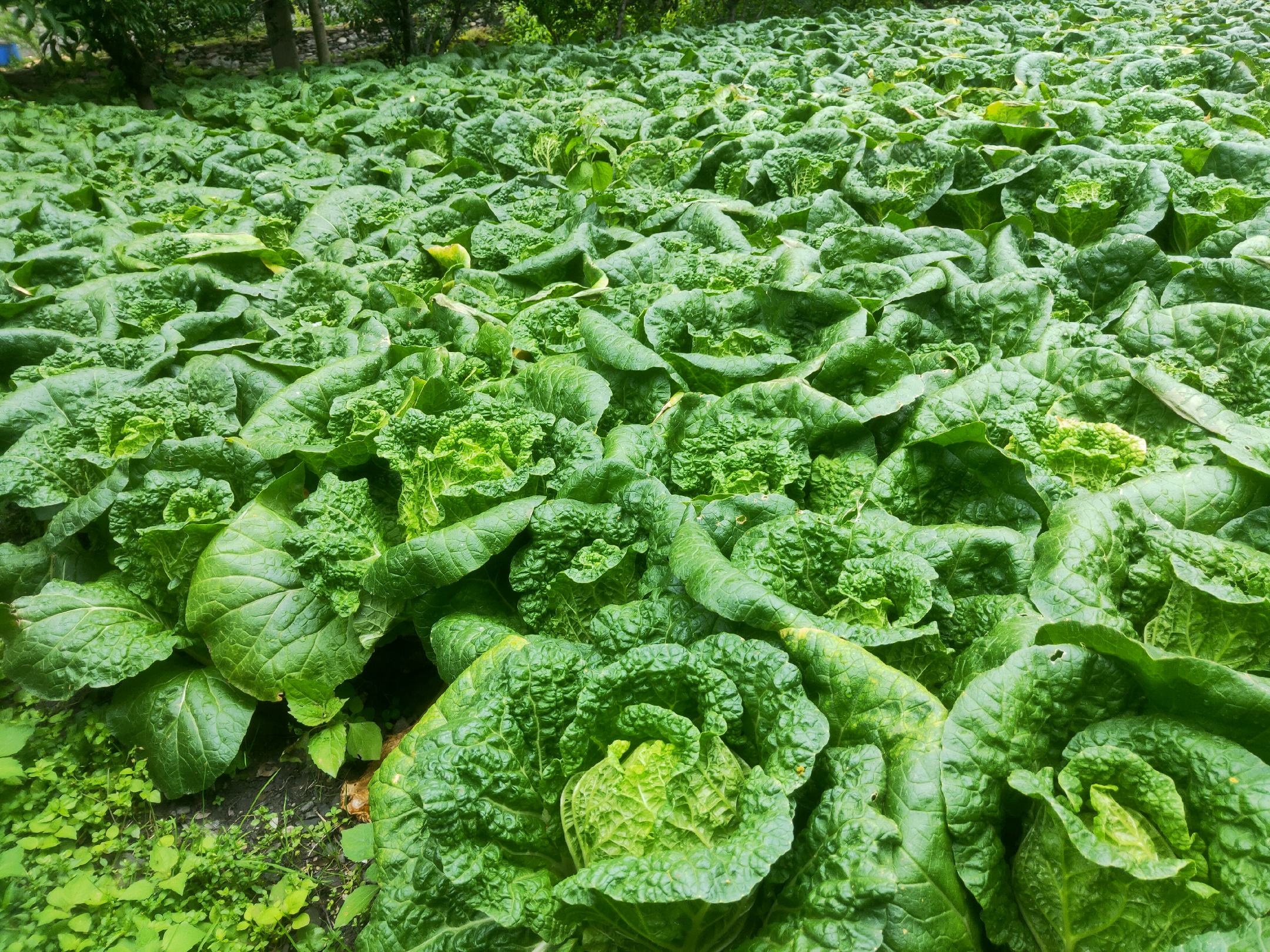 娃娃菜田间生长实景