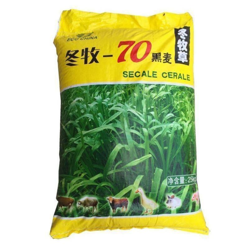 进口冬牧70黑麦草子，四季多年生猪牛羊鸡鹅鱼高产牧草草种