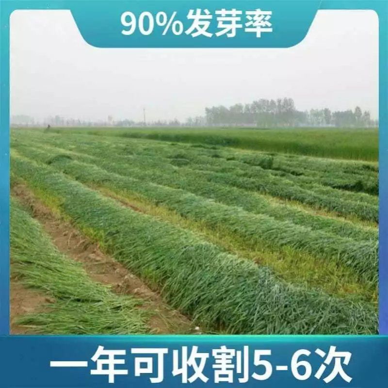 进口冬牧70黑麦草子，四季多年生猪牛羊鸡鹅鱼高产牧草草种