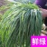 进口冬牧70黑麦草子，四季多年生猪牛羊鸡鹅鱼高产牧草草种