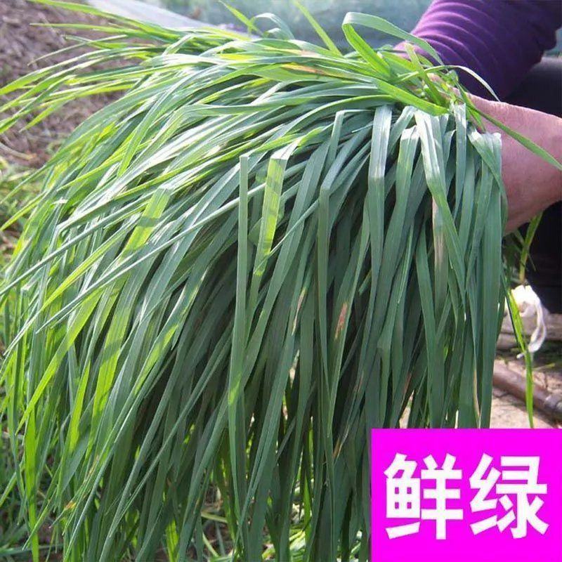 进口冬牧70黑麦草子，四季多年生猪牛羊鸡鹅鱼高产牧草草种