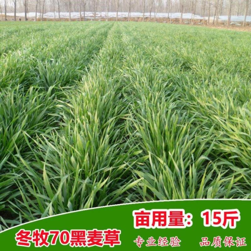 进口冬牧70黑麦草子，四季多年生猪牛羊鸡鹅鱼高产牧草草种