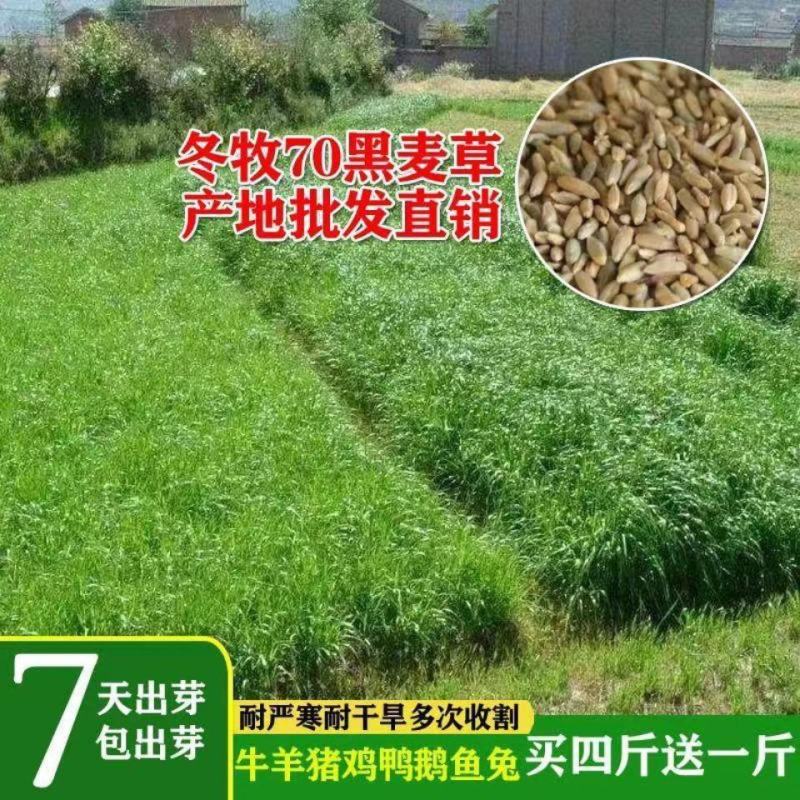 进口冬牧70黑麦草子，四季多年生猪牛羊鸡鹅鱼高产牧草草种