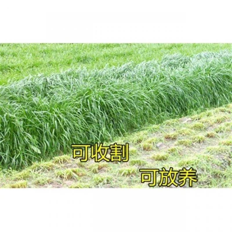 进口冬牧70黑麦草子，四季多年生猪牛羊鸡鹅鱼高产牧草草种