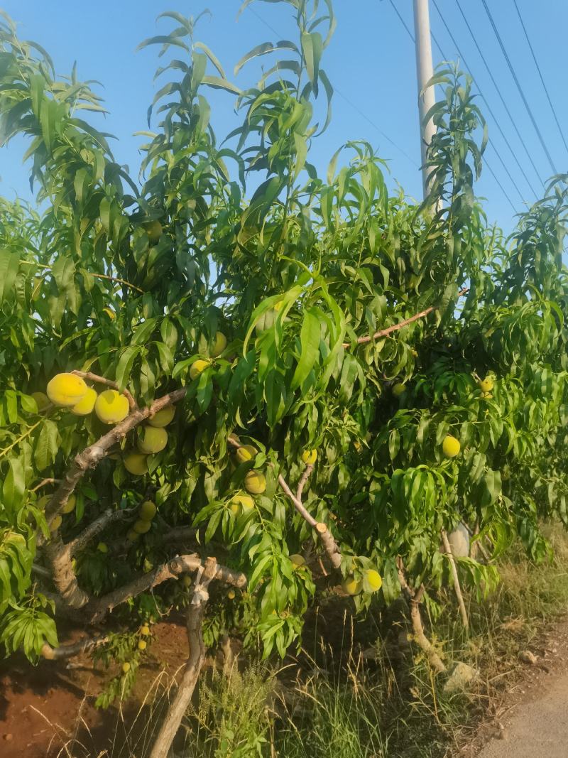 83黄桃大量供应罐头食品加工厂，欢迎大佬前来收购。