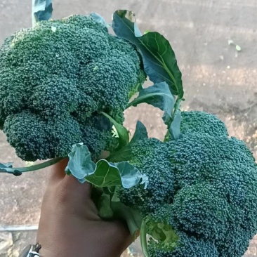 西兰花白花园生菜