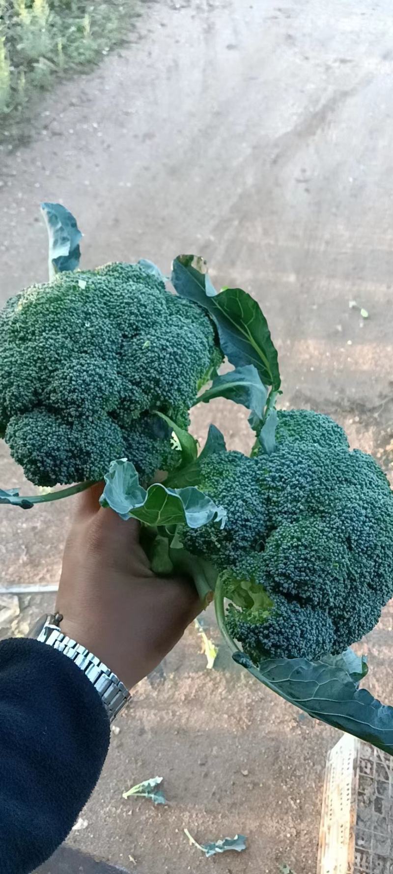 西兰花白花园生菜