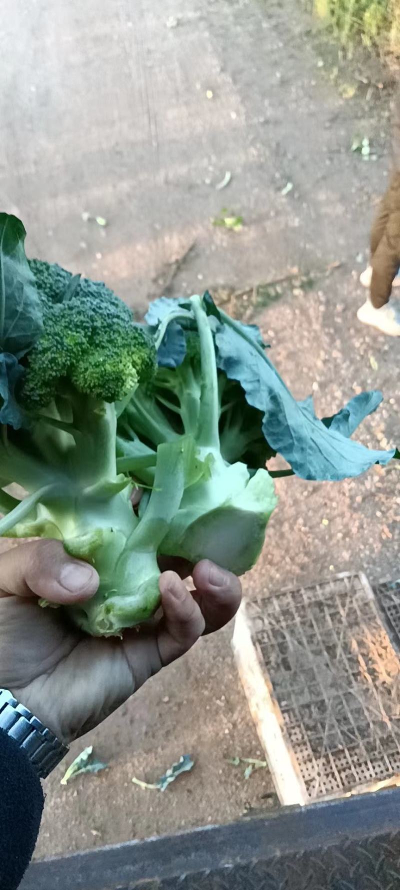 西兰花白花园生菜