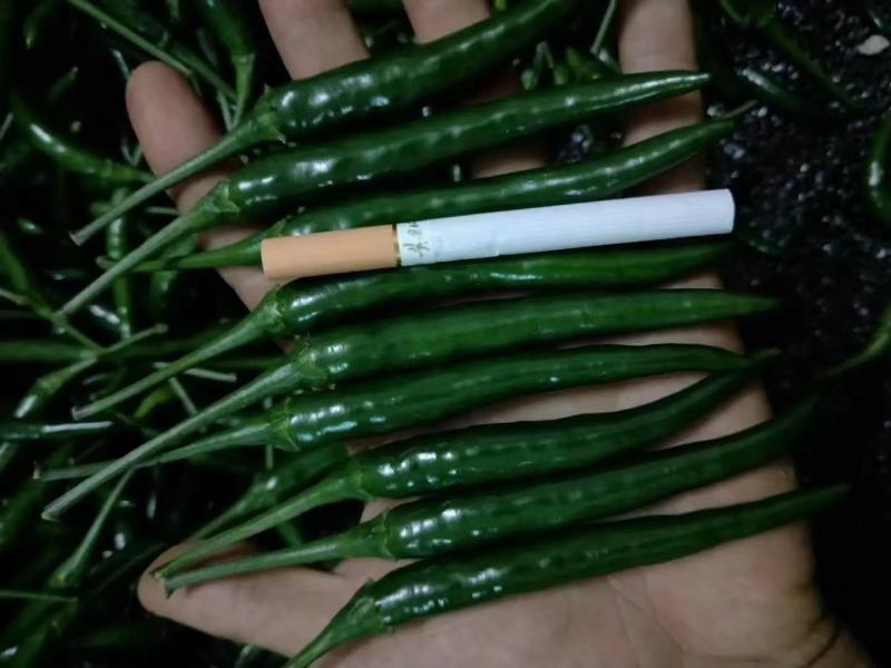 泰国大艳红单生朝天椒种子早熟单株结果1000个商品性好
