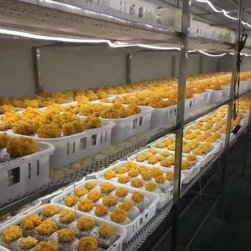 金耳金钱连羊肚菌种植包回收