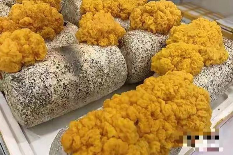 金耳金钱连羊肚菌种植包回收