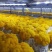 金耳金钱连羊肚菌种植包回收
