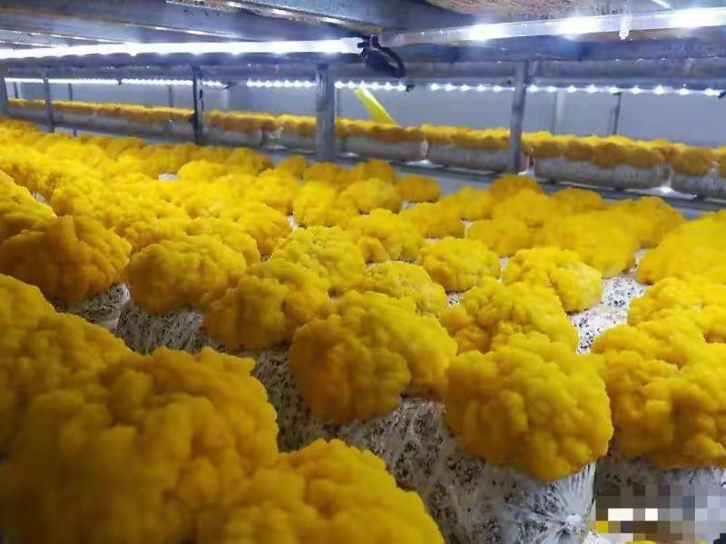 金耳金钱连羊肚菌种植包回收