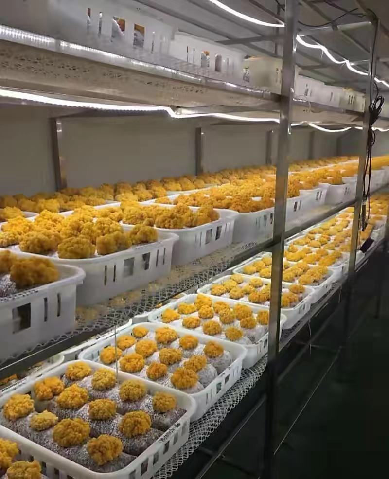 金耳金钱连羊肚菌种植包回收