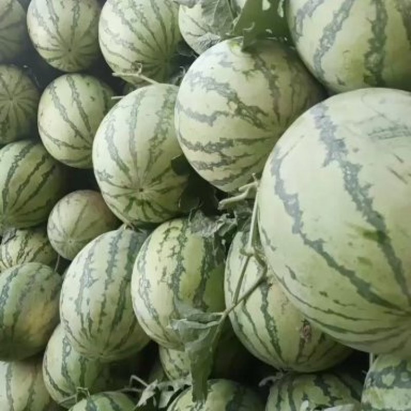城固县西瓜西农系列很甜口感很甜皮皮溥现在刚上市