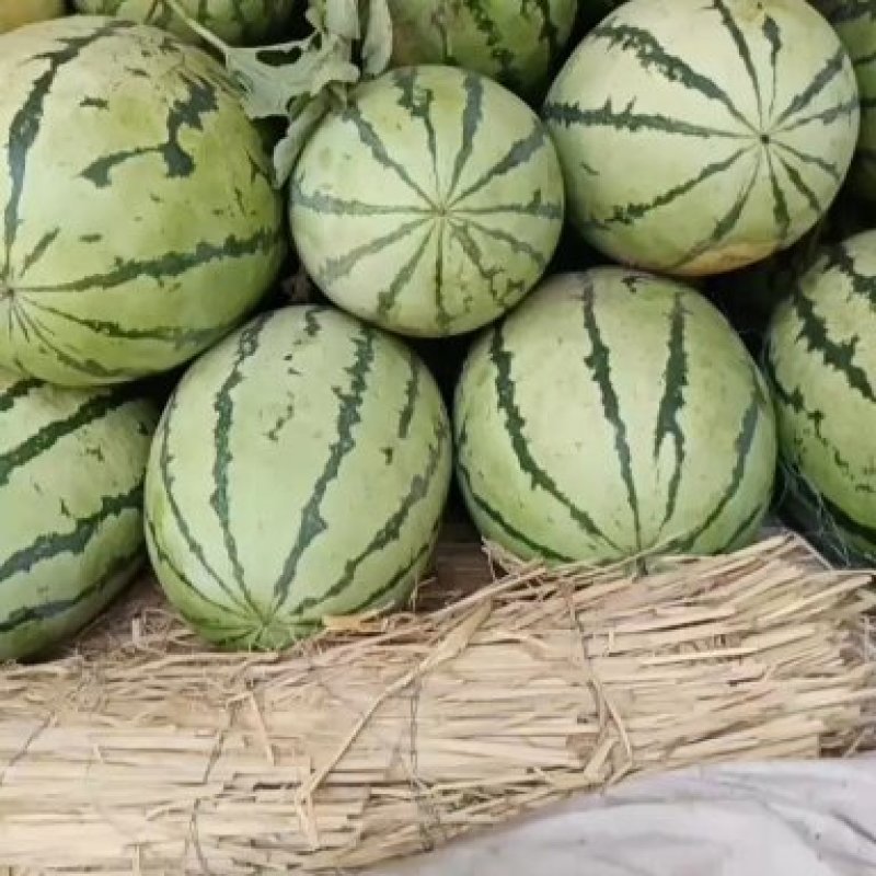 城固县西瓜西农系列很甜口感很甜皮皮溥现在刚上市
