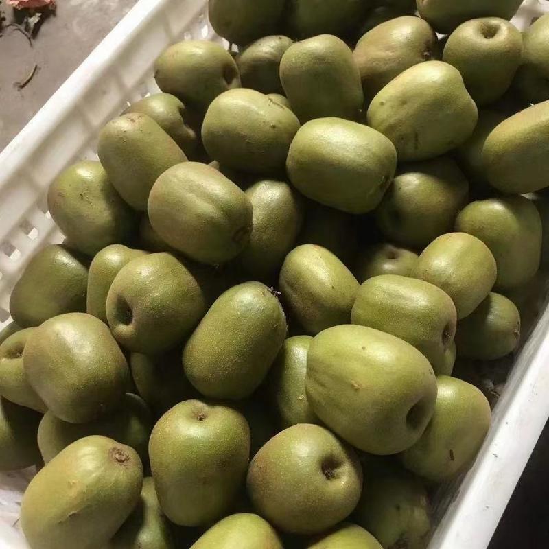 四川红心猕猴桃，新鲜采摘，优中选优商超精品果