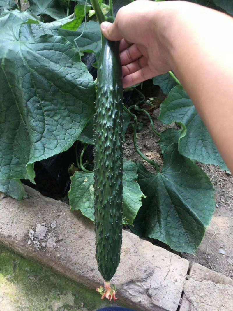 黄瓜种子高产春夏秋季耐热绿瓢密刺黄瓜种籽庭院四季阳台蔬菜