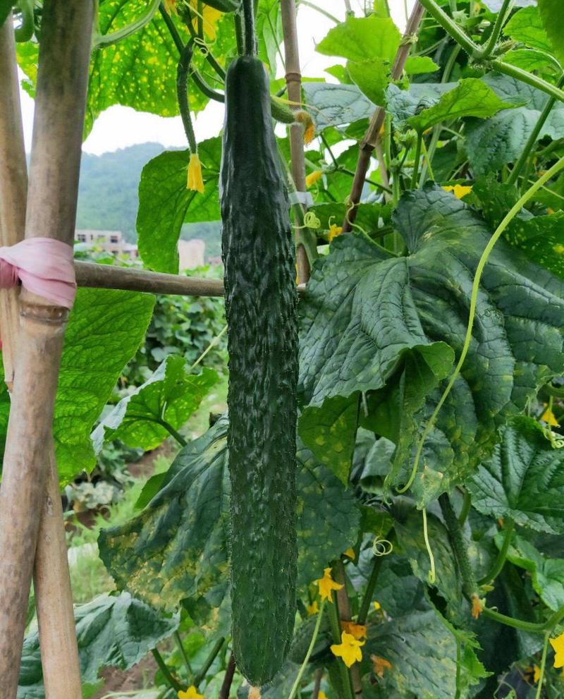 黄瓜种子高产春夏秋季耐热绿瓢密刺黄瓜种籽庭院四季阳台蔬菜
